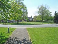 mature trees