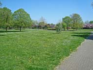 mature trees