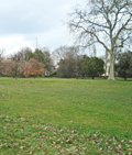 Regent's Park