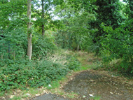 Aldersbrook Wood