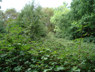 Aldersbrook Wood