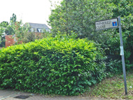 Winifred House